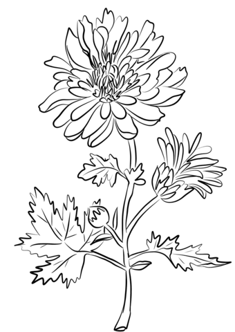 Chrysanthemum Indiana Coloring Page